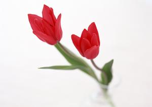 優雅な光で最高のおもてなしを演出